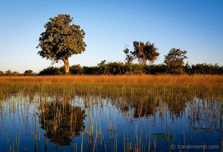 Tubu Tree Camp – Zelten auf Stelzen im Okavango Delta