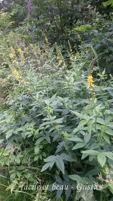 Waldblumen Teil 2 Waldblumen Teil 2