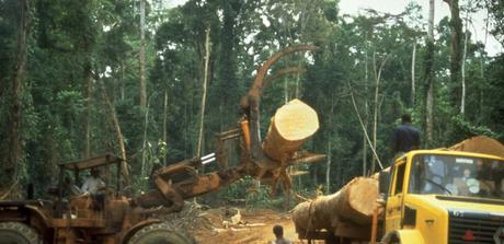 Liberia: Tropenholz aus diesen einzigartigen Wäldern? – Nein! (Petition)