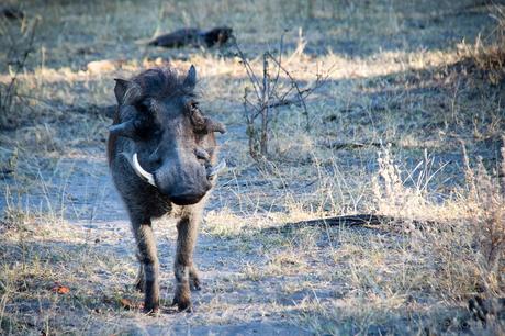 Tierreiche Safari: Auf Pirsch in Botswanas Linyanti Gebiet
