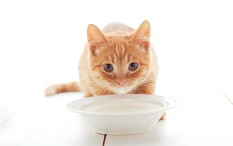 Katzen und laktosefreie Milch / spezielle Katzenmilch