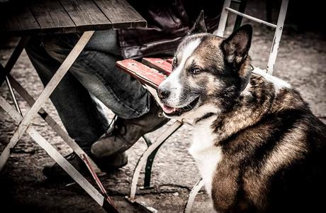 Kuriose Feiertage - 31. Juli - Tag des Mischlingshundes – der amerikanische National Mutt Day - 2 - (c) 2016 Sven Giese