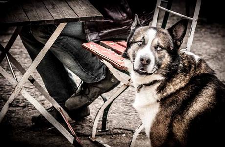 Kuriose Feiertage - 31. Juli - Tag des Mischlingshundes – der amerikanische National Mutt Day - 3 - (c) 2016 Sven Giese