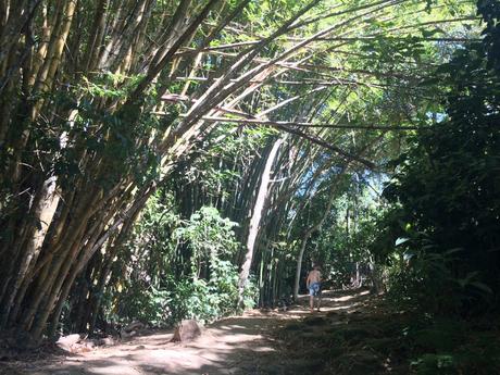 Bambuswald auf der Ilha Grande