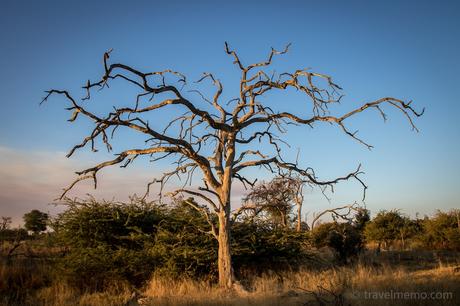 Moremi Wildreservat – auf Leoparden-Safari im Okavango Delta