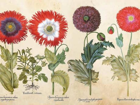 Historische Zeichnung von Blumen mit deren lateinischen Namen