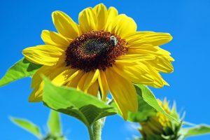 sun-flower-1497092_1920
