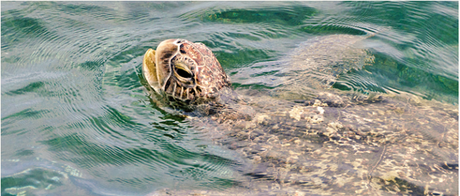 Die Schildkröte ist nur noch wenige Meter vom Strand entfernt. Hier wird sie bis zu 128 Eier ablegen und im Sand verscharren, um dann wieder tief im Meer abzutauchen.