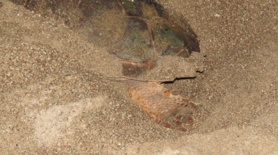 Es dürfen keine Spuren zurück bleiben, damit die Eier der Caretta Caretta Schildkröten nach Möglichkeit ausreifen können, damit der Bestand der gefährdeten unechten Karettschildkröten nicht noch weiter schrumpft.