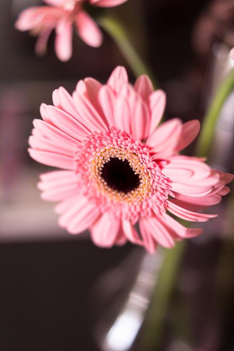 fim.works | Fotografie. Leben. Wohnen. | Flower Friday | Gerbera in pink und rosa
