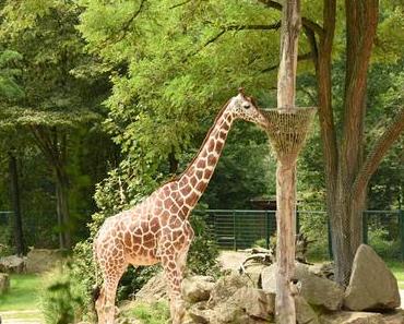 tiergarten nürnberg {family} ...
