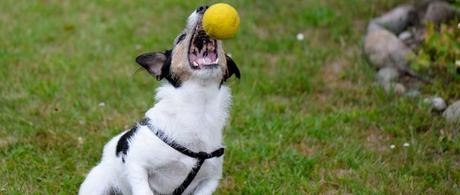 Terrier Ball