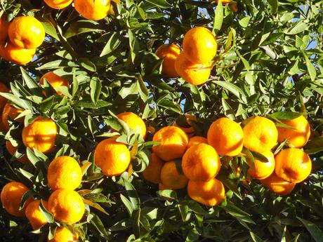 Orangenbäume auf dem Weg nach Port de Sóller