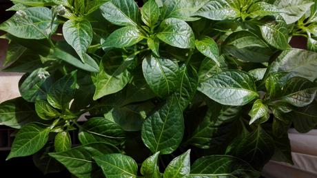 IMG_20160814_105216b