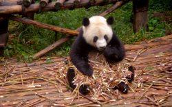 Ein Panda-Bär, der Bambus frisst - damit sorgt er für das Düngemittel für den Edel-Tee