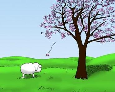 Frühlingswallpaper: Schaf und Kirschbaum