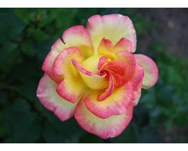 Japan-Erdbeben: Bundespräsident bittet um Spenden an das Deutsche Rote Kreuz