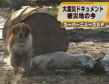 Hund rettet Artgenossen im Erdbebengebiet