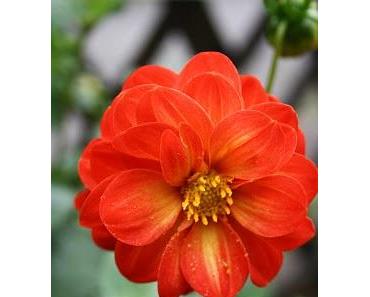 Himmel hoch jauzend, zu Tode betrübt - manchmal wechseln unser Stimmungen