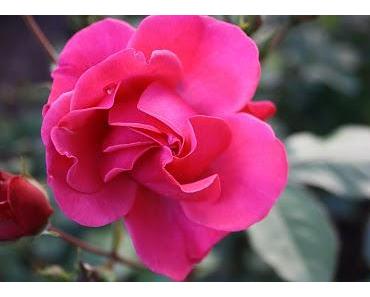 Aus Kinderaufsätzen - Noch einmal etwas zum Schmunzeln