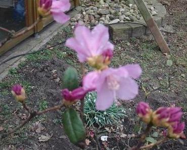 der Garten im März