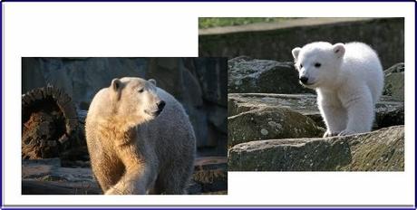 Eisbär Knut ist tot