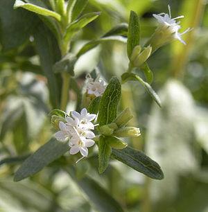 Stevia rebaudiana flowers