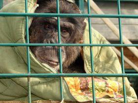 Der Schimpanse Sebastian 2009 hinter Gittern / Foto © Colin Goldner