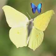 Der glückliche Schmetterling ;-)