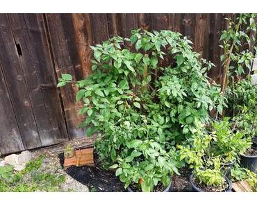 Update 16.08.2016 - Ernte, Rückschlag, LED-Test