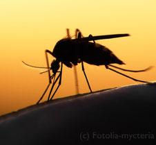 Insektenstich Mückenstiche vorbeugen Homöopathie Berlin 