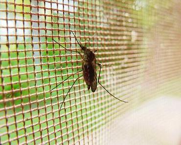 Eine Ode an mein Gelsenspray