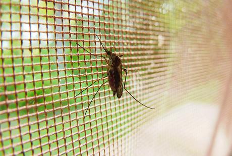 yellowgirl_Gelsenspray