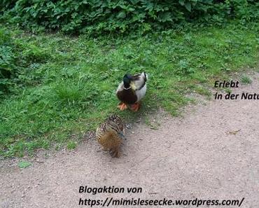 Erlebt in der Natur #11 Niendorf an der Ostsee