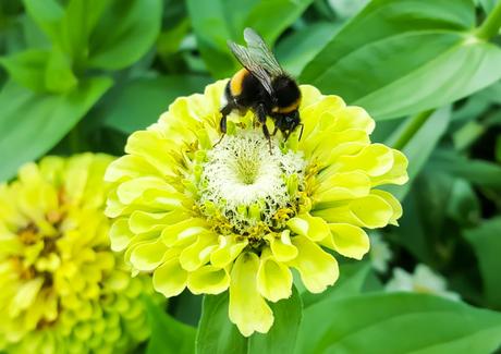 Kuriose Feiertage - 20. August - Tag der Honigbiene – der US-amerikanische National Honey Bee Day 2016 (c) 2016 Sven Giese-1