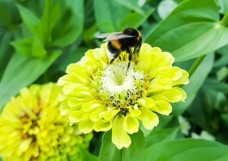 Kuriose Feiertage - 20. August - Tag der Honigbiene – der US-amerikanische National Honey Bee Day 2016 (c) 2016 Sven Giese-3