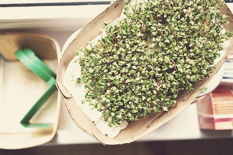 grünes Blitz-DIY: Kresse ziehen auf Küchenpapier