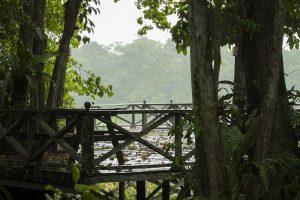 Kinabatangan-Nature-Lodge-Regen-Borneo