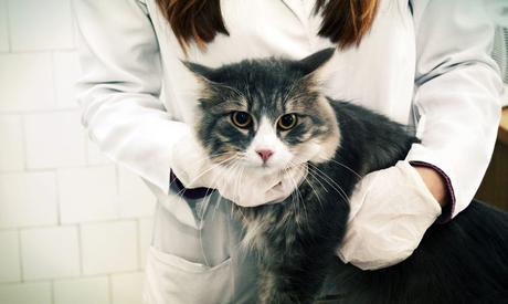 Diagnose von Katzendiabetes
