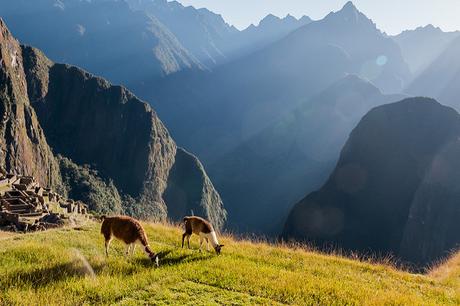 Tiere am Machu Picchu in Peru