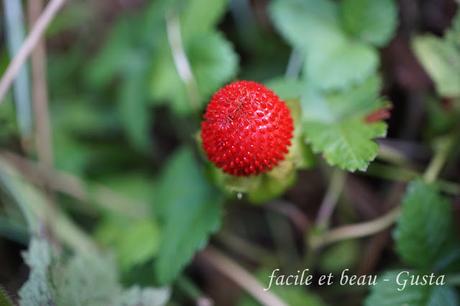 Scheinerdbeere - die Früchte