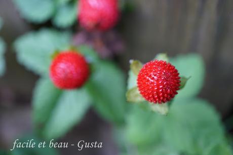 Scheinerdbeere - die Früchte