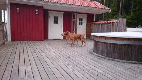 Die Hunde können auf der großen Terrasse spielen