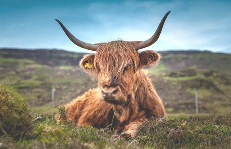 highland-cow-inverness-copyright-pixabay