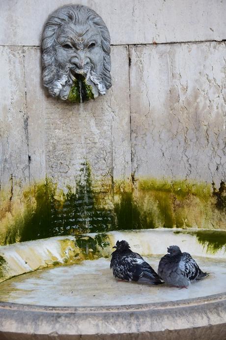 13_historischer-Brunnen-an-der-Piazza-Indipendenza-als-Vogelbad-in-Verona-Italien