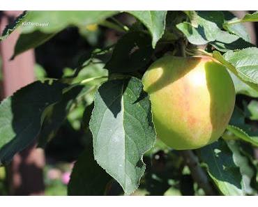 Hähnchenfilet in Apfel-Balsamico-Soße