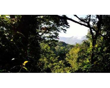 Uganda (Viktoriasee) – keine Plantagen im Wald der Insel Buvuma