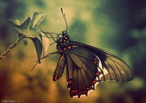 Schmetterling der anderen ART