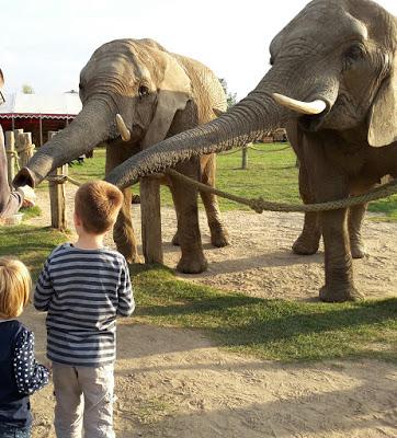 Ein Kurztrip zu den letzten Elefanten in Mecklenburg - Reisetipp Ferienpark Mecklenburg