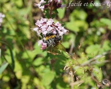Fleissige Hummel
